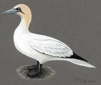 Image of: morus bassanus (northern gannet)