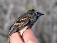 Image of: Myiophobus fasciatus (bran-coloured flycatcher)