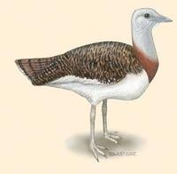 Image of: Otis tarda (great bustard)