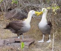 Image of: Phoebastria irrorata (waved albatross)