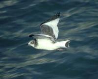 Image of: Xema sabini (Sabine's gull)