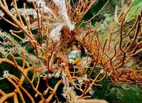 Image of: Arothron nigropunctatus