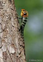 Image of: Calotes