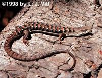 Image of: Elgaria multicarinata (southern alligator lizard)