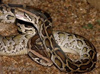 Python molurus bivittatus - Burmese Rock Python