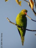 Olive-headed Lorikeet - Trichoglossus euteles