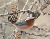 Crested Tit Warbler - Leptopoecile elegans