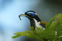 Blue faced Honeyeater