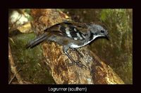 Logrunner