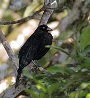 Giant Cowbird (Scaphidura oryzivora) photo