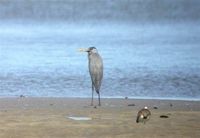 Humblot's Heron - Ardea humbloti