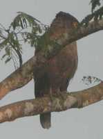 Crested Serpent-Eagle - Spilornis cheela