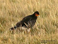 Carunculated Caracara - Phalcoboenus carunculatus