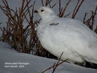 White-tailed Ptarmigan - Lagopus leucura