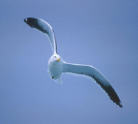 Kelp Gull (Larus dominicanus) photo