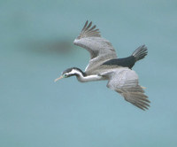 Spotted Shag (Phalacrocorax punctatus) photo