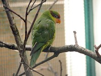 Mindanao Lorikeet - Trichoglossus johnstoniae