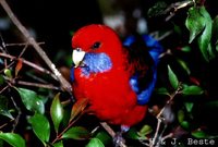 Crimson Rosella - Platycercus elegans