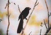 Groove-billed Ani - Crotophaga sulcirostris