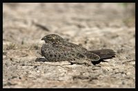 Nacunda Nighthawk - Podager nacunda