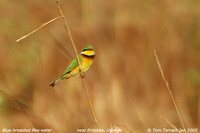 Blue-breasted Bee-eater - Merops variegatus