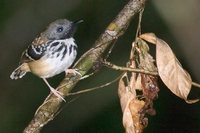 Spot-backed Antbird - Hylophylax naevius