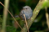 Slaty Bristlefront - Merulaxis ater