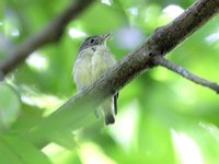 Dwarf Tyrant-Manakin - Tyranneutes stolzmanni