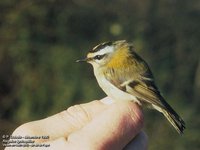 Firecrest - Regulus ignicapillus