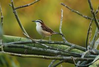 Rufous-naped Wren - Campylorhynchus rufinucha