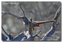 Crissal Thrasher - Toxostoma crissale