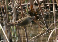 Japanese Bush-Warbler - Cettia diphone