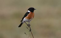 African Stonechat - Saxicola torquata