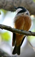 Rufous Whistler - Pachycephala rufiventris