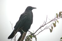 Carrion Crow - Corvus corone