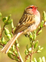 Przevalski's Rosefinch - Urocynchramus pylzowi