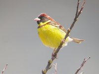 Yellow-breasted Bunting - Emberiza aureola