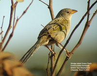 Wedge-tailed Grass-Finch - Emberizoides herbicola