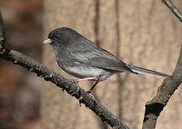 Dark-eyed Junco - Junco hyemalis