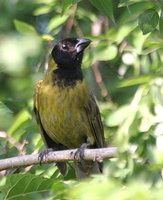 Crimson-Collared Grosbeak - Rhodothraupis celaeno