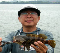 pesky Grouper (Ephinephalus tauvina)