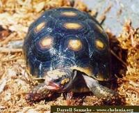 Jabuti, Red-footed tortoise (Geochelone carbonaria)