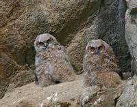 Great Horned Owl Chicks June 06