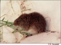 Meadow Vole Microtus pennsylvanicus