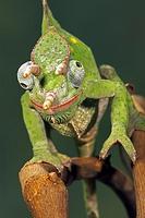 Usambara 3 Horn Chameleon , Chameleo deremensis Africa stock photo