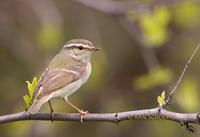 Yellow-browed warbler C20D 03824.jpg