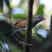 Black-headed  Shrike Babbler, Mount Victoria