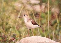 깝짝도요 Common Sandpiper Tringa hypoleucos