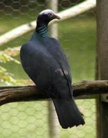 White Crowned Dove Columba leucocephala