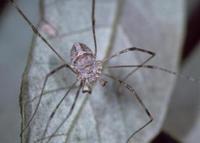 Dicranopalpus ramosus